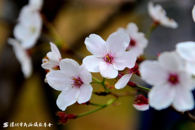 单瓣樱花近景.